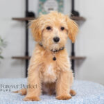 Nixon | Ruby Maltipoo for sale