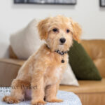 Nixon | Ruby Maltipoo for sale