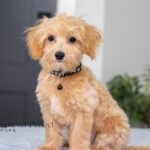 Nixon | Ruby Maltipoo for sale