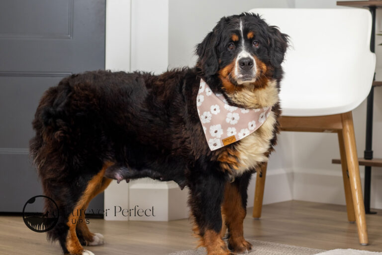 Olivia Bernese Mountain Dog (2)