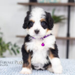 Addie | Tri Bernedoodle for sale