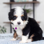 Addie | Tri Bernedoodle for sale