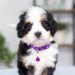 Addie | Tri Bernedoodle for sale