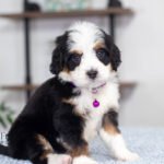 Addie | Tri Bernedoodle for sale