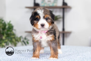 Alaska Female Bernedoodle