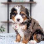 Alaska | Blue Merle & Tan Bernedoodle for sale