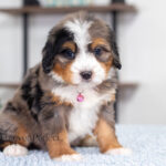 Alaska | Blue Merle & Tan Bernedoodle for sale