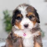 Alaska | Blue Merle & Tan Bernedoodle for sale