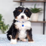 Alex | Tri Bernedoodle for sale