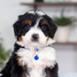 Alex | Tri Bernedoodle for sale