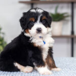 Alex | Tri Bernedoodle for sale