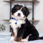 Alex | Tri Bernedoodle for sale