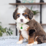 Aspen | Blue Merle & Tan Bernedoodle for sale