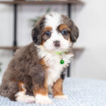 Aspen | Blue Merle & Tan Bernedoodle for sale