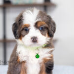 Aspen | Blue Merle & Tan Bernedoodle for sale