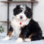 Austin | Tri Bernedoodle for sale