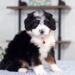 Austin | Tri Bernedoodle for sale