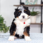Austin | Tri Bernedoodle for sale