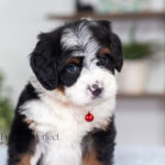 Austin | Tri Bernedoodle for sale