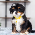 Ava | Tri Bernedoodle for sale