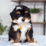 Ava | Tri Bernedoodle for sale