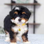 Ava | Tri Bernedoodle for sale