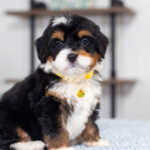 Ava | Tri Bernedoodle for sale