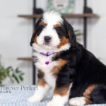 Becky | Tri Bernedoodle for sale