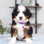 Becky | Tri Bernedoodle for sale