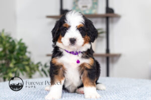 Becky Female Bernedoodle