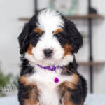 Becky | Tri Bernedoodle for sale
