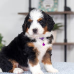 Becky | Tri Bernedoodle for sale