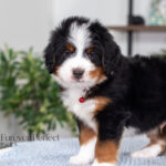 Bentley | Tri Bernedoodle for sale