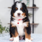 Bentley | Tri Bernedoodle for sale