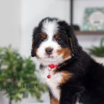 Bentley | Tri Bernedoodle for sale