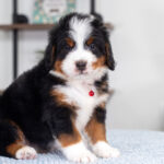 Bentley | Tri Bernedoodle for sale