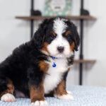 Bernard | Tri Bernedoodle for sale