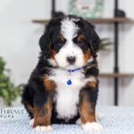 Bernard | Tri Bernedoodle for sale