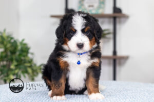 Bernard Mini Bernedoodle sitting for a photo