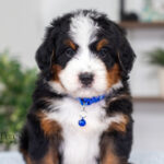 Bernard | Tri Bernedoodle for sale