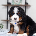 Bernard | Tri Bernedoodle for sale