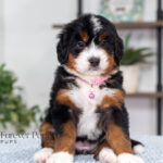 Bethany | Tri Bernedoodle for sale
