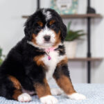 Bethany | Tri Bernedoodle for sale