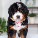 Bethany | Tri Bernedoodle for sale