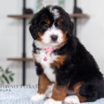 Bethany | Tri Bernedoodle for sale