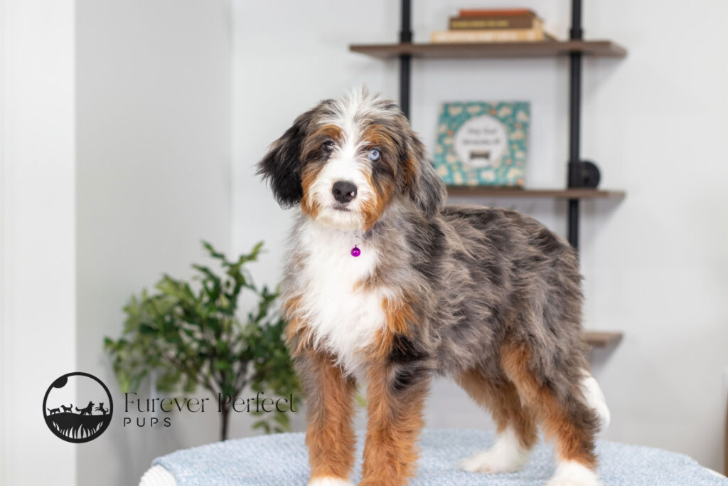 Brielle Female Bernedoodle