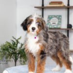 Brielle Female Bernedoodle