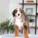 Brielle | Blue Merle & Tan Bernedoodle for sale
