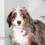 Brielle | Blue Merle & Tan Bernedoodle for sale