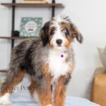 Brielle | Blue Merle & Tan Bernedoodle for sale